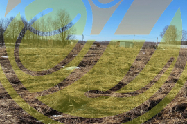 Продается земельный участок в жилой деревне Бобриха.